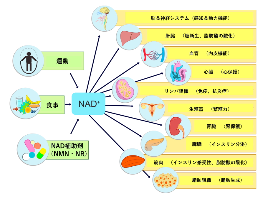 補酵素NAD+は生命体に必須の物質