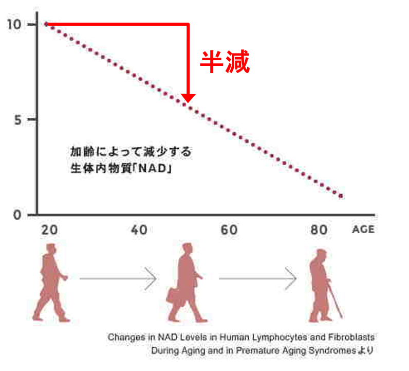 加齢によって補酵素NAD+は激減